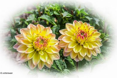 Dahlia-Princess Elizabeth.JPG