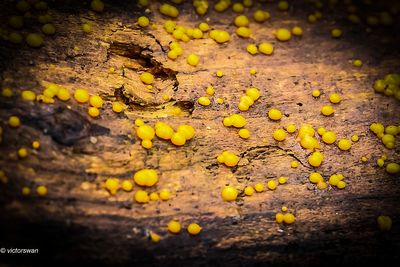 Oranje druppelzwam - Dacrymyces stillatus.JPG