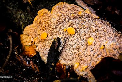 Oranje aderzwam - Phlebia radiata.JPG