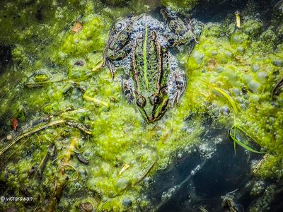 Groene kikker - Pelophylax.JPG