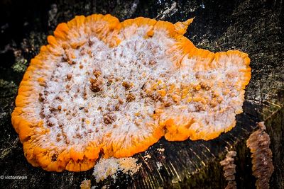 Oranje aderzwam - Phlebia radiata.JPG