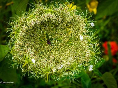 Wilde peen - Daucus carota.JPG