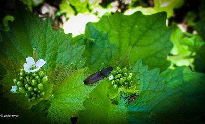 Roodaarskniptor - Athous haemorrhoidalis.JPG