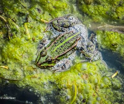 Reptiles & Amphibians