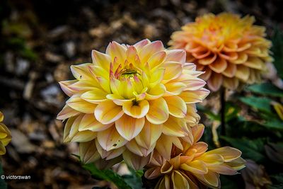 Dahlia-Princess Elizabeth.JPG