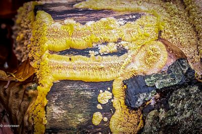 Oranje aderzwam - Phlebia radiata.JPG