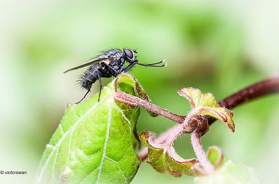 Bloemvlieg onbekend - Anthomyiidae indet.JPG