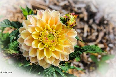 Dahlia-Princess Elizabeth.JPG