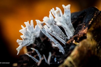 Geweizwam - Xylaria hypoxylon.JPG
