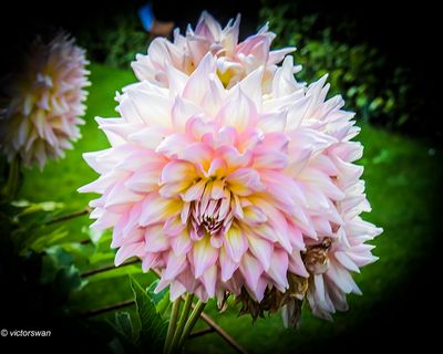 Dahlia-Strawberry ice.JPG