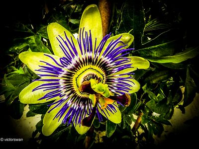 Passiflora.JPG