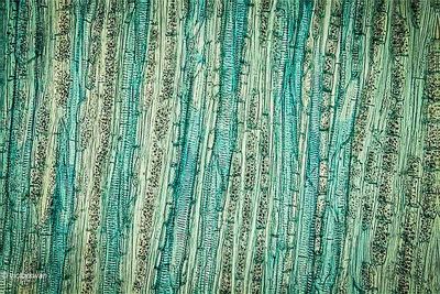 Euphorbia - regis-jubae.JPG