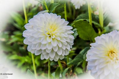Dahlia-Snow Cap.JPG