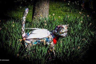Opdorp 2024 cats.JPG