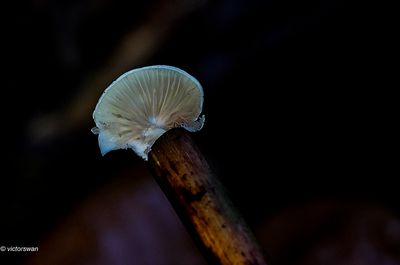 Gelig oorzwammetje · Crepidotus luteolus.JPG