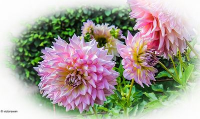 Dahlia-Strawberry ice.JPG