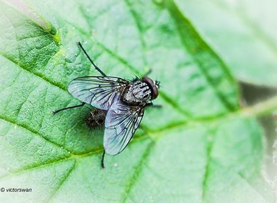 Bloemvlieg onbekend - Anthomyiidae indet.JPG