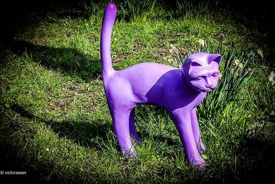 Opdorp 2024 cats.JPG