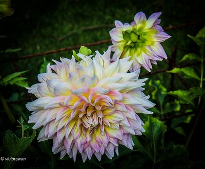 Dahlia-Strawberry ice.JPG