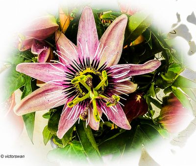 Passiflora.JPG
