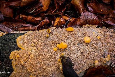 Oranje aderzwam - Phlebia radiata.JPG