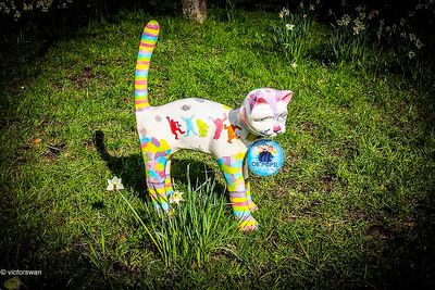 Opdorp 2024 cats.JPG