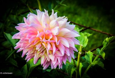 Dahlia-Strawberry ice.JPG