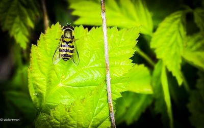 Bandzweefvlieg (Syrphus) onbekend - Syrphus spec.JPG