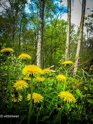Paardenbloem - Taraxacum officinale.JPG