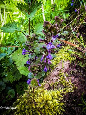 Hondsdraf - Glechoma hederacea.JPG