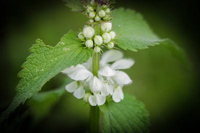 Witte dovenetel - Lamium album.jpg