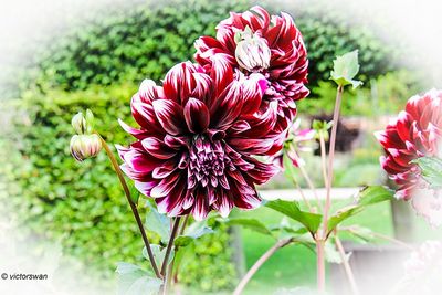Dahlia-Contraste.JPG