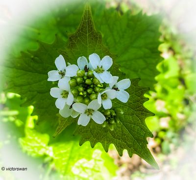 Look-zonder-look - Alliaria petiolata.JPG
