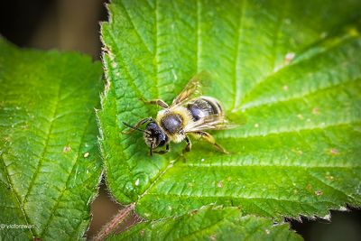 Meidoornzandbij - Andrena scotica.JPG