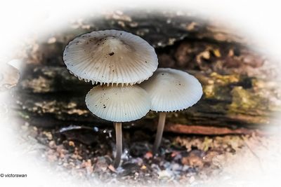 Bundelmycena - Mycena arcangeliana.JPG