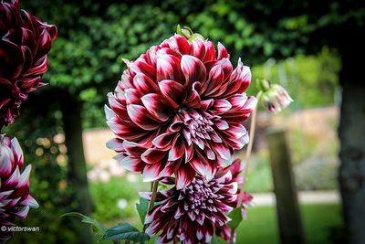 Dahlia-Contraste.JPG