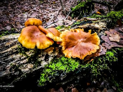 Dennenvlamhoed - Gymnopilus penetrans.JPG