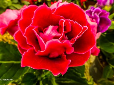 Begonia.JPG