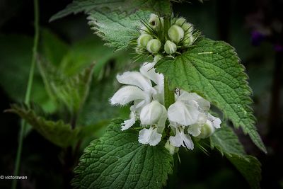 Witte dovenetel - Lamium album.jpg