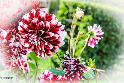 Dahlia-Contraste.JPG