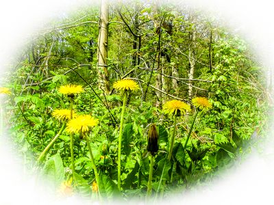 Paardenbloem - Taraxacum officinale.JPG