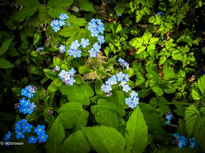 Bosvergeet-mij-nietje - Myosotis sylvatica.JPG