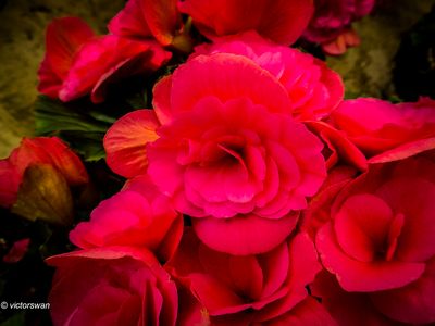 Begonia.JPG