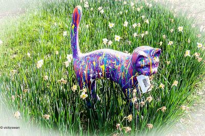 Opdorp 2024 cats.JPG