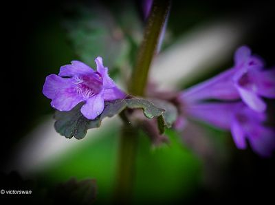 Hondsdraf - Glechoma hederacea.JPG