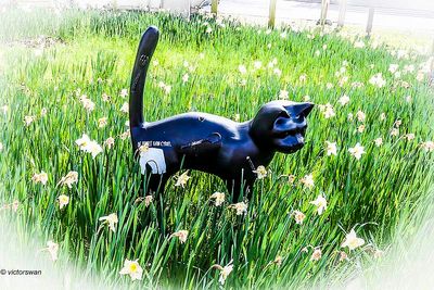 Opdorp 2024 cats.JPG