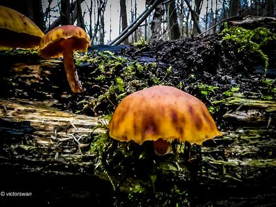 Dennenvlamhoed - Gymnopilus penetrans.JPG