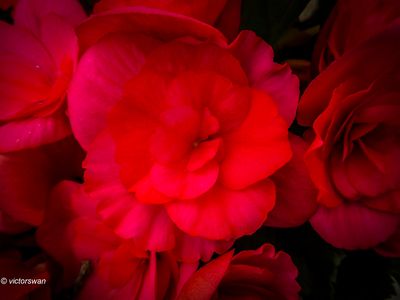Begonia.JPG