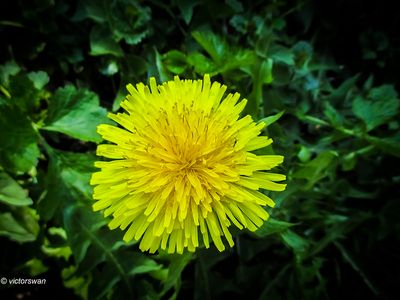 Paardenbloem - Taraxacum officinale.JPG