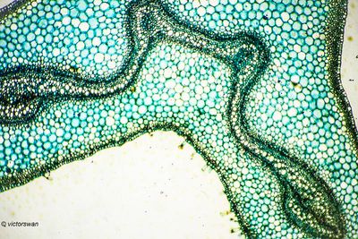Struisvaren -Matteuccia struthiopteris- bladsteel.JPG